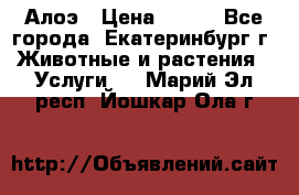 Алоэ › Цена ­ 150 - Все города, Екатеринбург г. Животные и растения » Услуги   . Марий Эл респ.,Йошкар-Ола г.